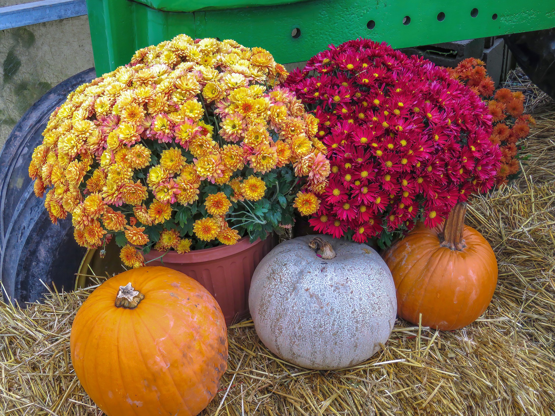 fall mums